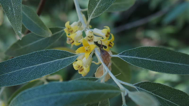 Ai margini 4 - Elaeagnus angustifolia  (Rosales - Elaeagnaceae)